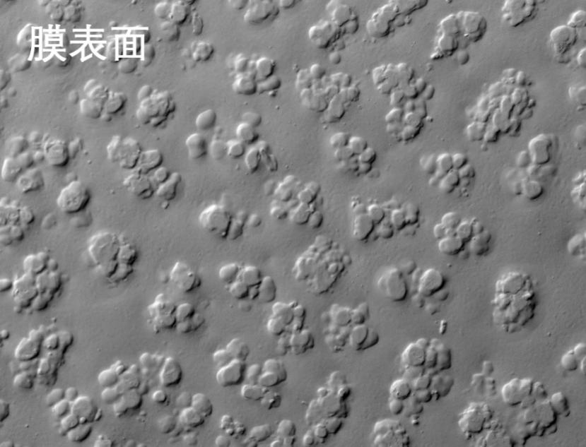 香蕉91小视频燒結管式膜電鏡照片
